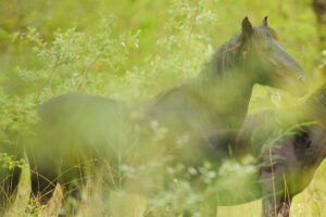 Wild horses, Letea forest, Danube Delta, Romania.