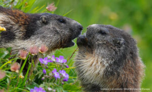 Marmots feeding on flowers.