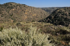 Land abandonment in the Faia Brava reserve and Rewilding Europe area, Portugal