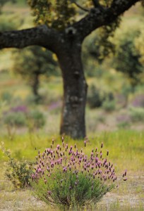 Dehesa forests with Holm oak (Quercus ilex) and French lavender (Lavandula stoechas) in Campanarios de Azába nature reserve, Salamanca Region, Castilla y León, Spain