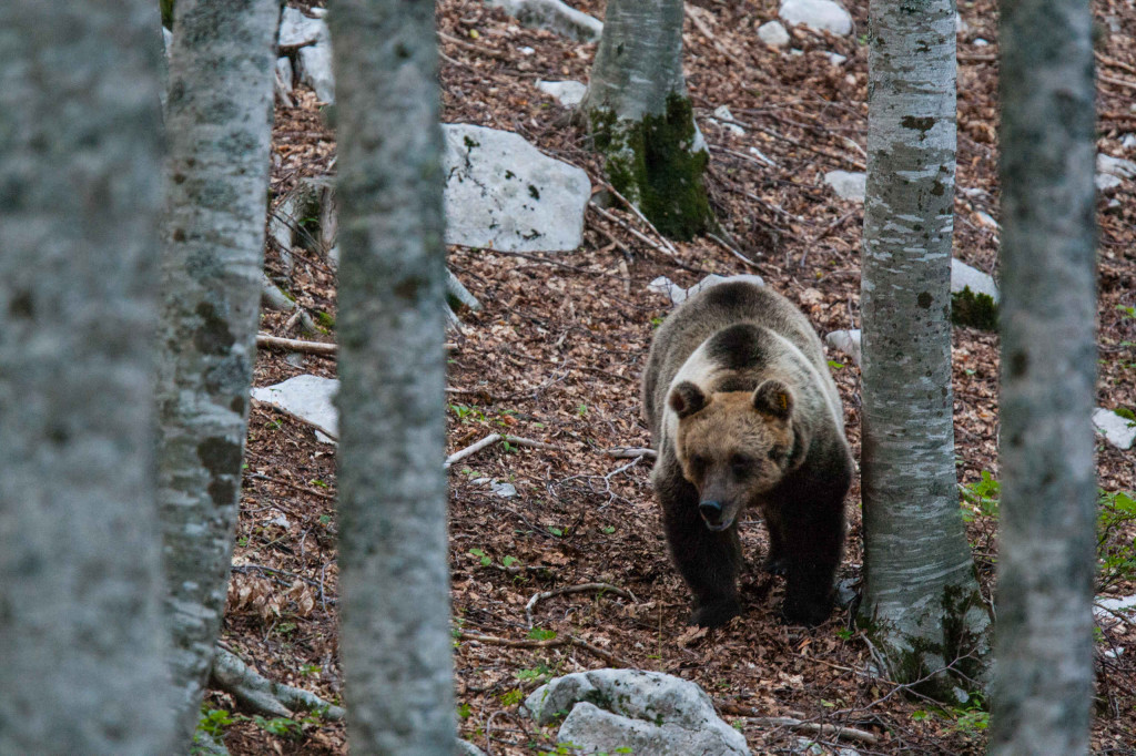 Salviamo L'Orso is committed to conserving the critically endangered Marsican brown bear (pictured here in its central Apennines habitat), and has already won many grants for its grassroots projects.