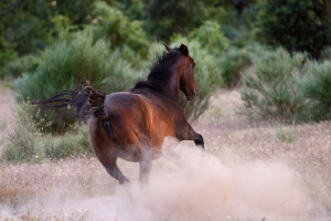 Wild horses are reshaping the landscape in a way that benefits a wide range of local flora and fauna.