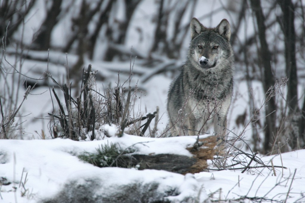 Wild Carpathian Wolf photographed in Bieszczady Mountains.