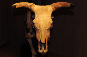 Skulls and skeletons of Aurochs, Bos taurus primigenius, found in Skåne, Sweden. From the Zoological Museum at the Lund University, Sweden. c 10000-7500 years old.