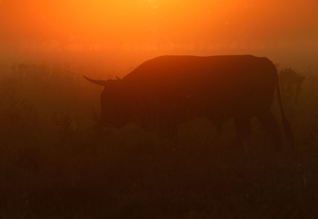 Bulls from the Tauros project, Keent NR, The Netherlands
