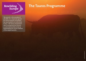 Tauros programme fact sheet