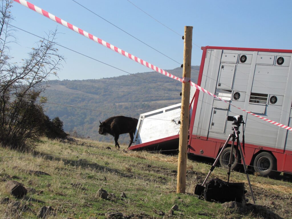 The arrival of the European bison in the Eastern Rhodopes