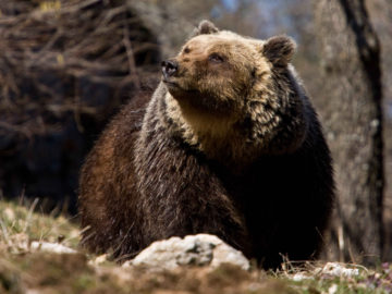 Rewilding work in the Central Apennines is now focused on a range of essential actions to conserve and boost the area’s population of Marsican brown bears. 