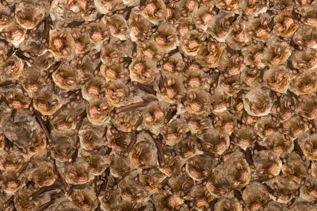 Bats roosting/Schreiber's long fingered bat (Miniopterus schreibersi) )/Grotta Monte Majore/Sardinia/Italy/November 2008