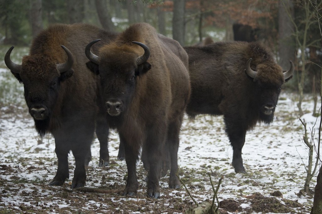 European bison in West Pomeranian region of NW Poland