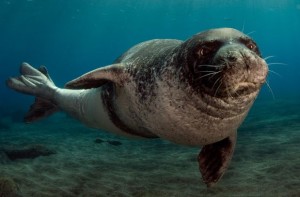 Numbering around 700 individuals, the Mediterranean monk seal population is very small and still faces numerous threats. 