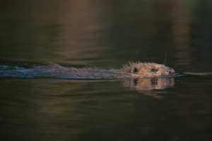 Beavers create new wetlands and restore native woodland while improving conditions for a wide range of species.