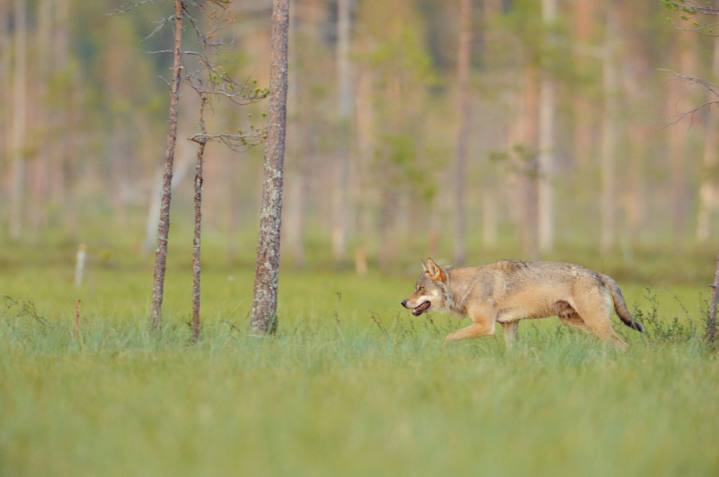 European wolf, Canis lupus, Kuhmo Finland