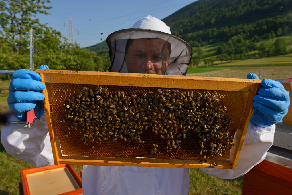 Prize winning bee keeper Sanjin Zarkovic at his bee farm in Melnice, Honey bees, Apis mellifera, Velebit Nature Park, Rewilding Europe rewilding area, Velebit mountains, Croatia