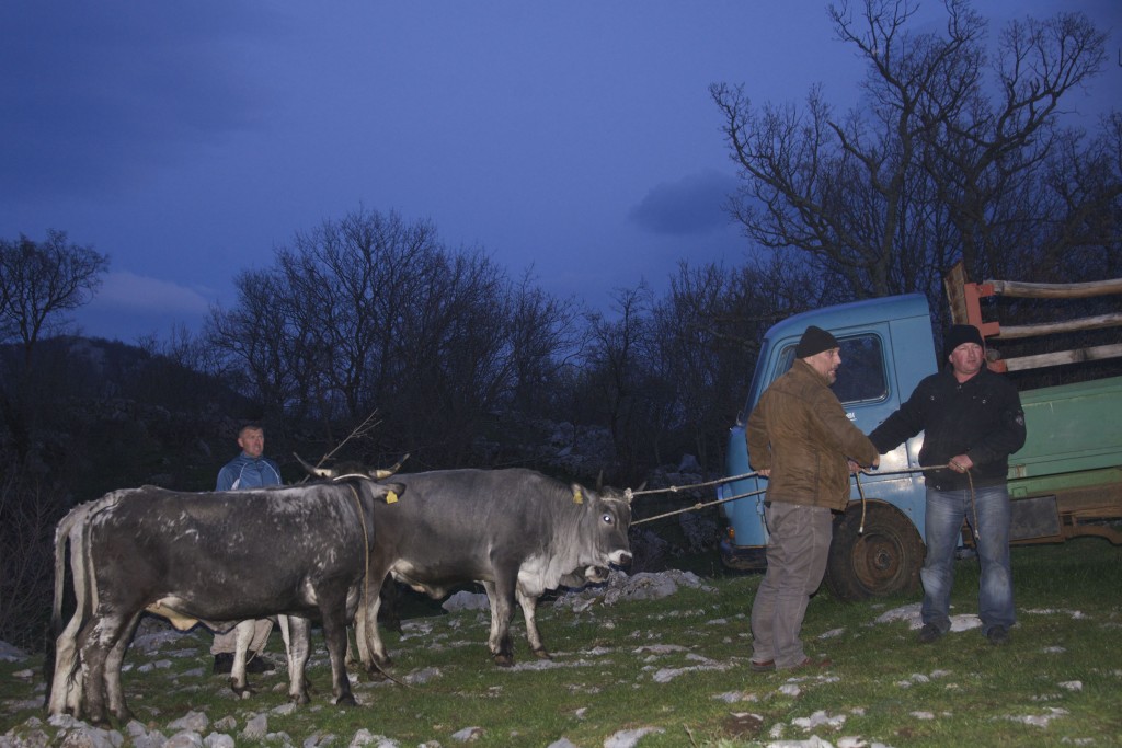 Boskarin cattle on their way to Velebit