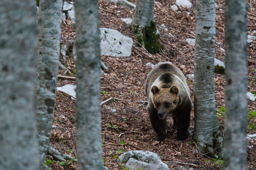 Marsican / Abruzzo brown bear adult female in beechwood. Critically endangered subspecies