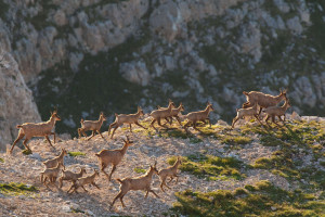 The authors of the article hope the new framework will help catalyse rewilding in European landscapes. 