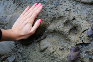 Brown bear footprint spotted while walking on a bear trail.