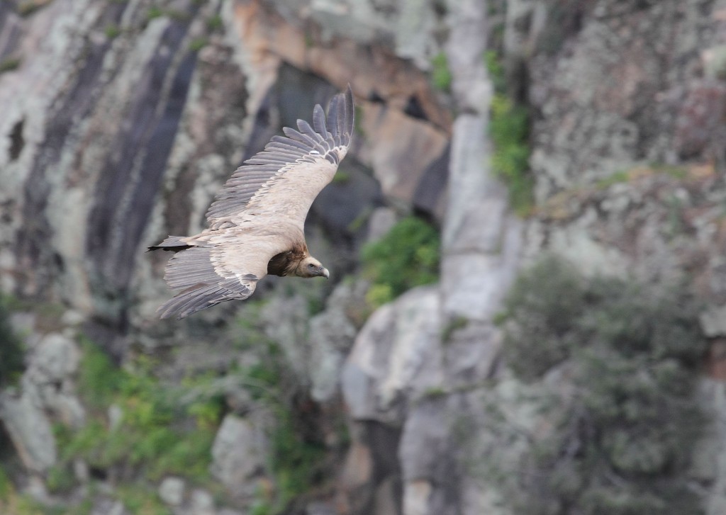 Griffon vulture in Western Iberia