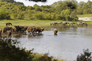 Natural grazing by bison and konik herds in Kraansvlak, The Netherlands.