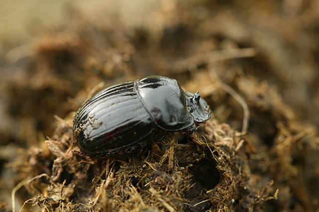 Dung beetle (Copris lunaris)