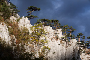 Black pine, endemic subspecies, growing on a ridge in Domogled Valea Cernei National Park