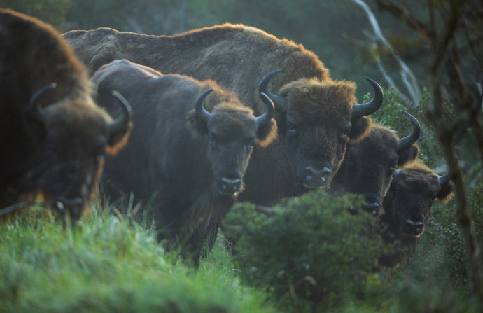 Bison (Bos Bonasus), Kennemerduinen National Park, Kraansvlak, The Netherlands. Enclousure in a fenced reserve, 250 hectar, in Kennemerduinen National Park.