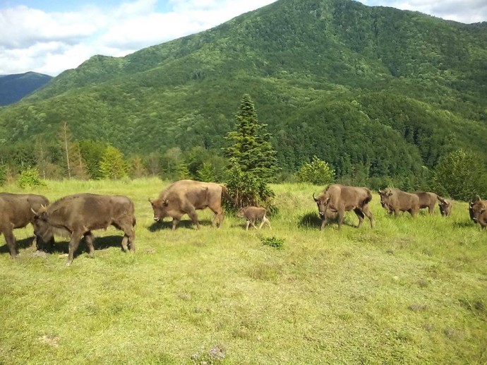 The newborn bison is already exploring the beautiful nature of the Southern Carpathians rewilding area.