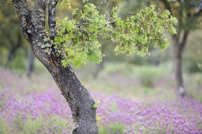Dehesa forests with Holm oak (Quercus ilex) and French lavender (Lavandula stoechas) in Campanarios de Azába Reserve