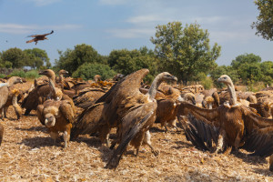 Griffon vultures in Campanarios de Azaba Biological Reserve
