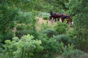  Retuertas horses living wild in the Campanarios de Azaba Reserve