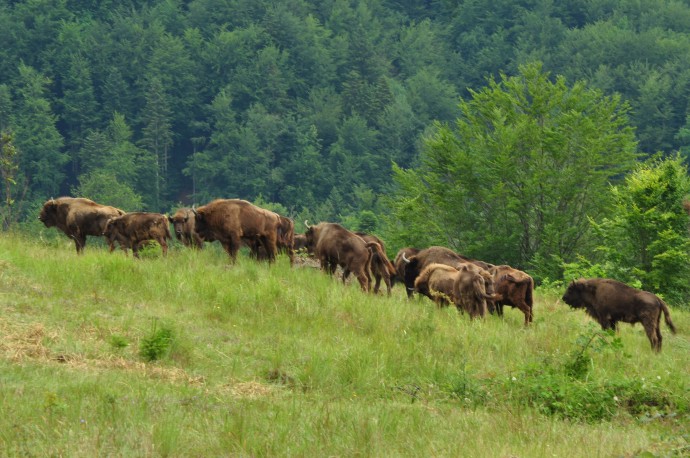 European bison in the Tarcu Mountains,, Romania