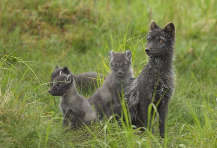 The Arctic fox attracts new guests to the mountain station.