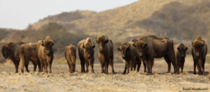 10 years ago, six bison were brought all the way from Poland to Kraansvlak, a new home close to the Dutch coast.