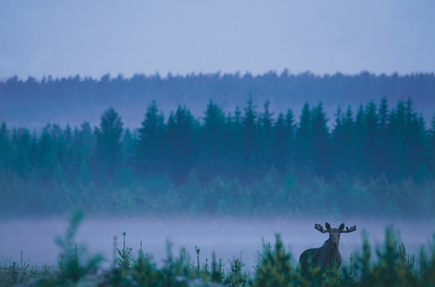 Moose watching in Sweden. 