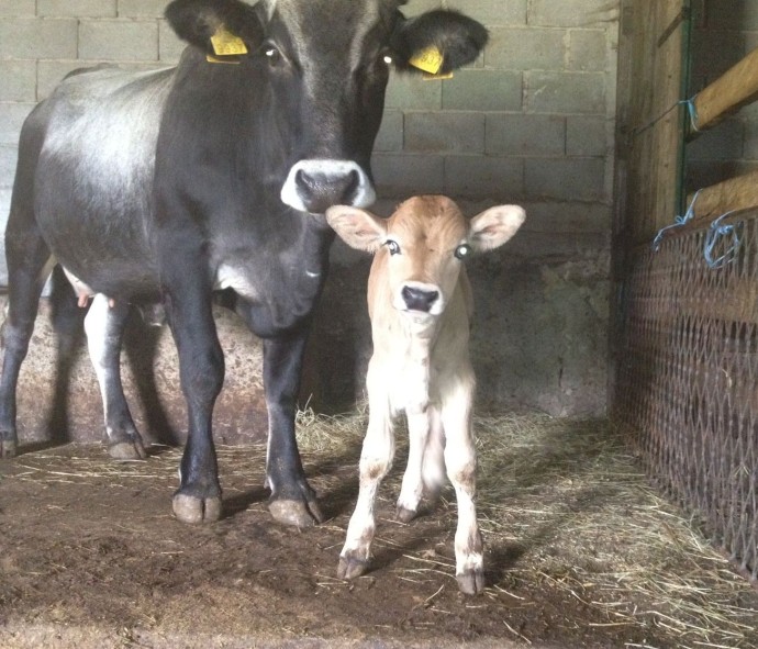 The herd of Boskarin cattle in the Velebit Mountains has a new member.