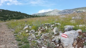 Sveto Brdo, the peak in the background, is a place of pilgrimage for many travelers. One type of trail blaze - a white line sandwiched between two red stripes– is visible in the foreground. 