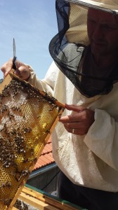 Petar at the Knežević family home displaying a beehive frame only a few days shy of harvest.