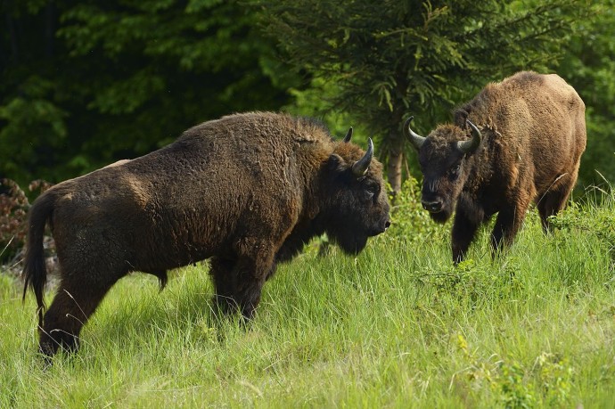  European bison ( Bison bonasus).
