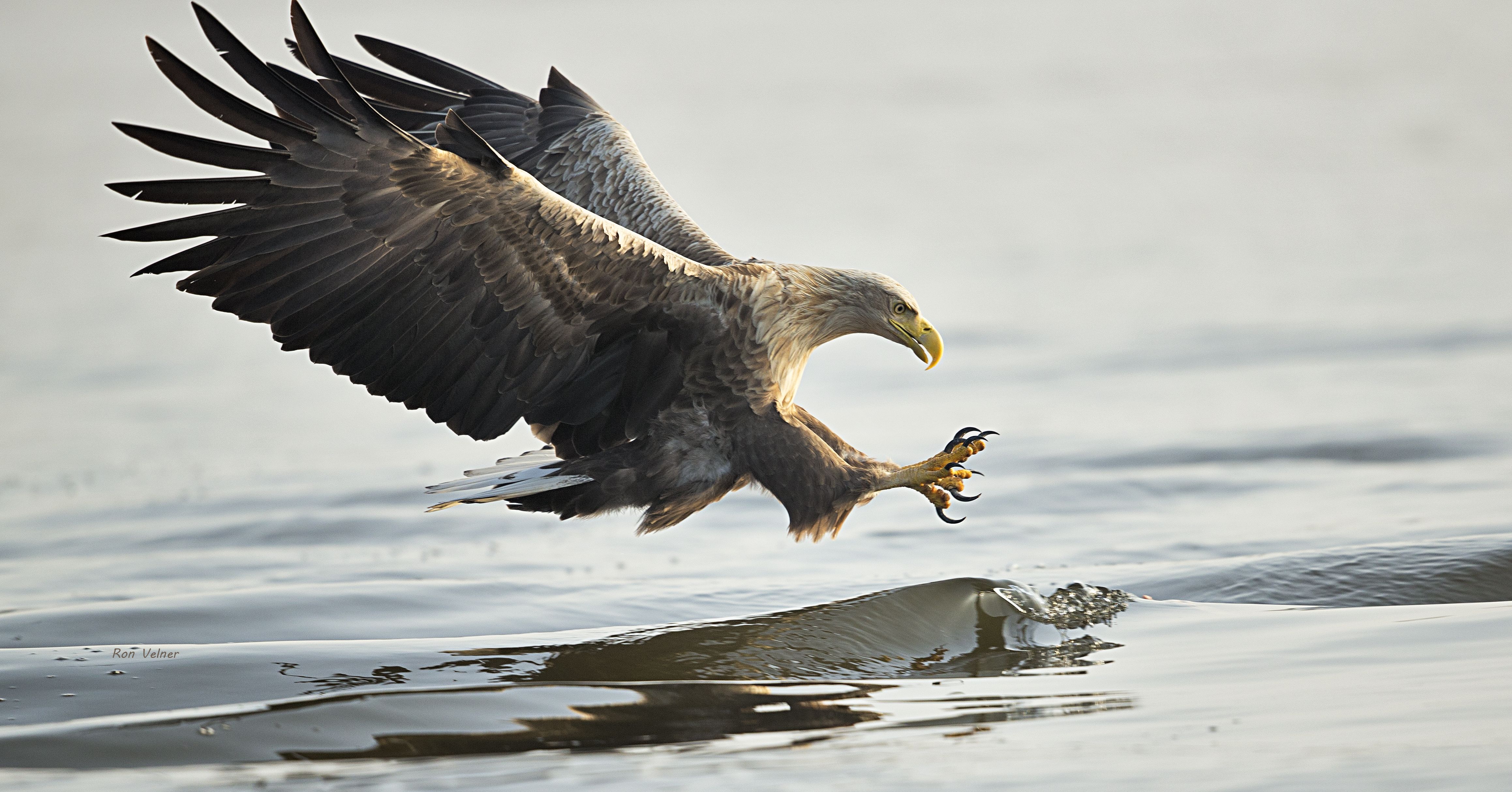 The Rewilding Oder Delta team is supporting the comeback of white-tailed eagles by working to restore fish populations and fish migration in the Stettin Lagoon and associated rivers.