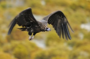 A black vulture in flight over Rhodope Mountains rewilding area in Bulgaria.