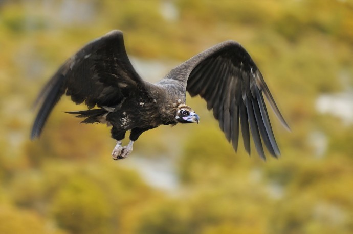 Black vulture in flight, Rhodope Mountains rewilding landscape, Bulgaria.