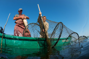 Traditional fishing check the fyke nets, Danube Delta fisherman, Florin Moisa, Danube Delta, Romania