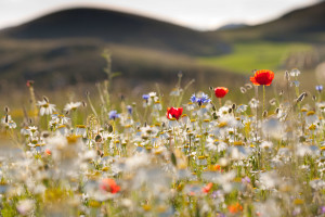 Red poppies, cornflowers, daisies and other ruderal species colonize abandoned cultivated fields in the Central Apennines rewilding area in Italy. 