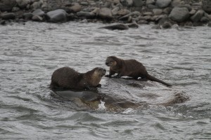 River otter pair in the Lamar River, Yellowstone National Park.