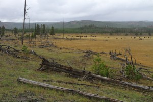 How many natural processes can be seen here: impact of natural fire, dead wood in the ecosystem, spontaneous forest regeneration, natural grazing keeping land open, and natural fire prevention by bison?