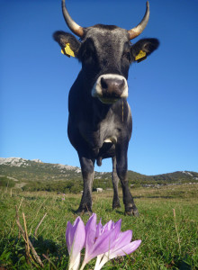 A curious cow and Colchicum autumnale