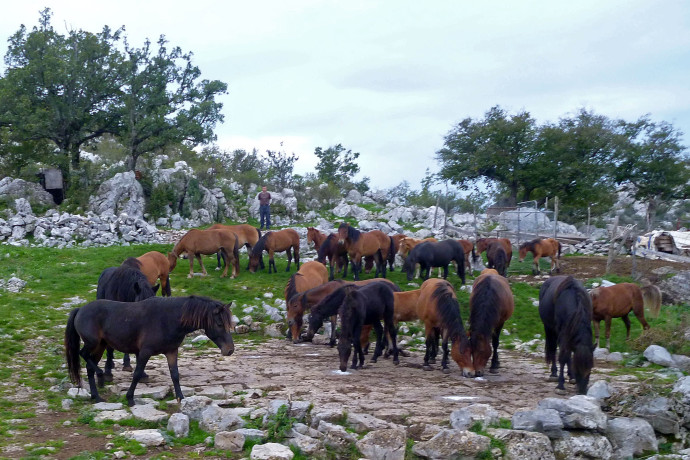 Releasing the Bosnian Mountain horses