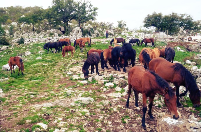 Bosnian mountain horses now reinforce the wild-living herd in Velebit