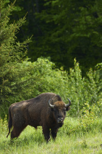 European bison, Bison bonasus, in Southern Carpathians, Romania. 